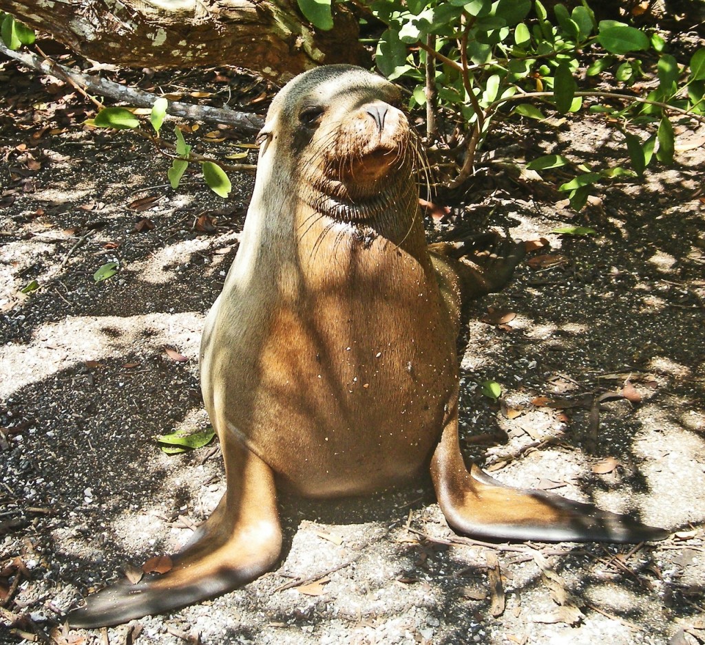 Az első zöld reptér a Galapagos-szigeteken