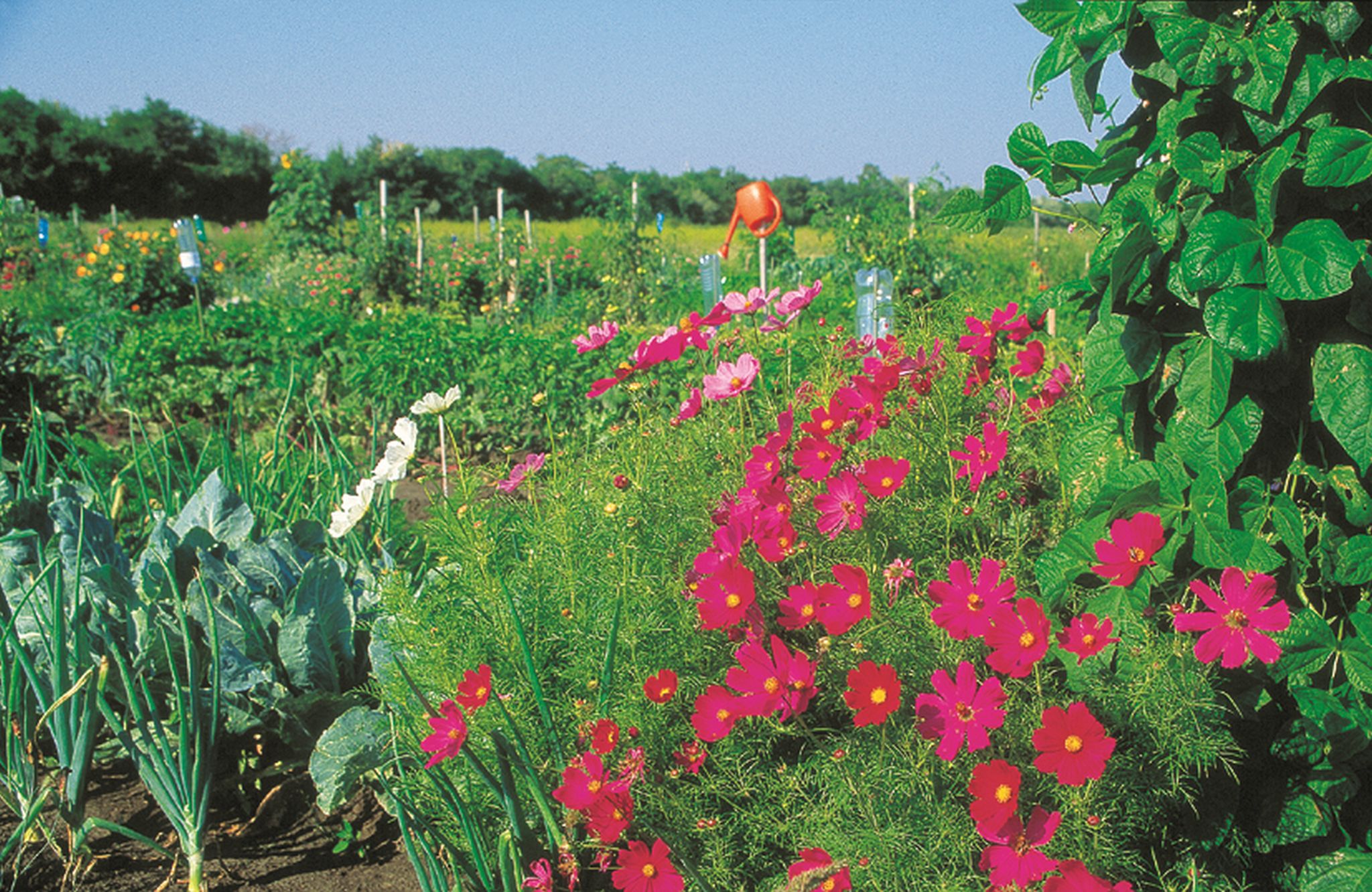 Kiskertek a nagyvárosban A közös kertészkedés összeköt (Copyright: MA49 Lammerhuber