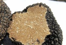 Magyarország Európa egyik legnagyobb szarvasgomba-exportőre Magyarország vezető szarvasgomba-exportőr a kontinensen