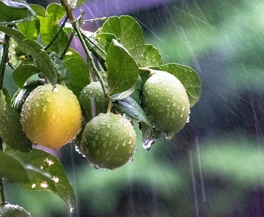 Esőre fel:További esőzések várhatóak Időjárás:nyári esőzése