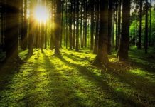 Miért éppen az erdők? – fő kérdés a CoP26-on Klímaváltozás-erdők